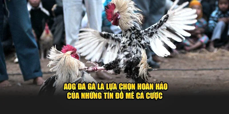 Sự kết hợp giữa giải trí và cơ hội sinh lời Sự kết hợp giữa giải trí và cơ hội sinh lời